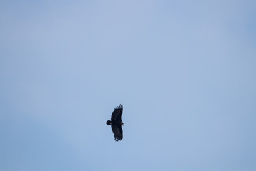 big crow on the sky