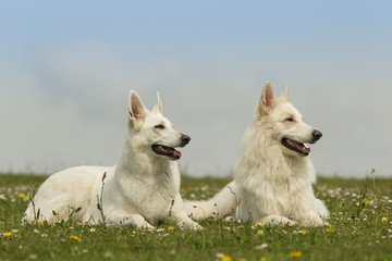 Schäferhund