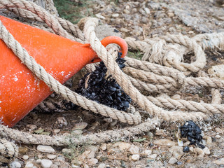 Mussels growing on rope