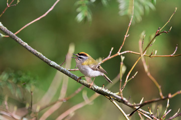 Firecrest passerine bird in forest
