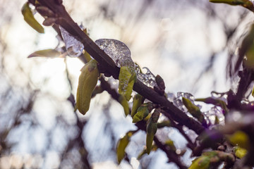Branch with young leaves and melting ice. Spring and new life concept