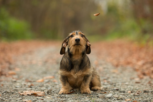 Zwergdackel