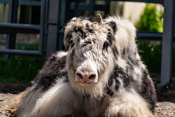 Fototapeta premium Very furry black and white bull Yak. A large and shaggy animal with large expressive eyes is resting in the sun.