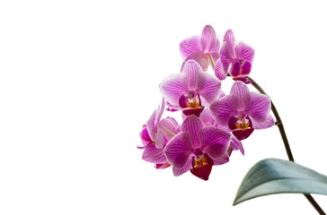 Soft close-up focus of beautiful branch of striped purple mini orchids Sogo Vivien. Phalaenopsis, Moth Orchid with green leaf isolated on white background. Nature concept for design. Place for text