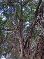 go through all the vicissitudes of life