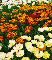 Obraz premium Colorful tulip flowers in full bloom. Spring landscape with beauty