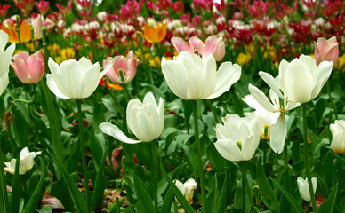White and colorful tulips in full bloom. Beautiful flowers field