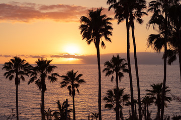 Plakat palmiers au coucher de soleil