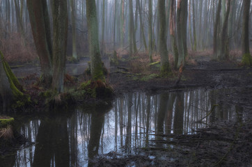 Leśne bagna © Tomek Kiecana