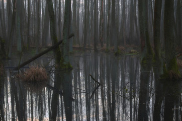 Leśna musztra © Tomek Kiecana