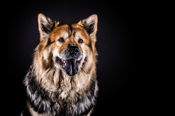 dog eurasier portrait