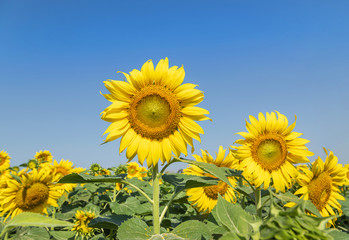 Close up sunflower flowers blooming in plantation field under blue sky 