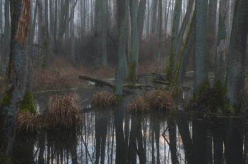Bagienne trawy © Tomek Kiecana