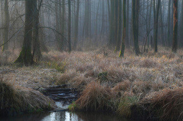 Szmer w ciszy lasu