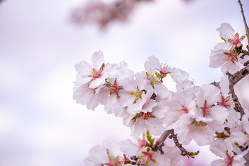 Almond Tree Blooming in Orchard at Spring. Pink Flowers Petal at Springtime