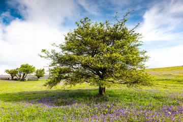 Fototapeta na wymiar Bluebell in Full Bloom in Wild Meadows. Bluebell Blooming at Countryside in Devon, UK at Late Spring