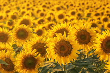 Many bright yellow big sunflowers in  plantation fields on warm evening light sunset golden time