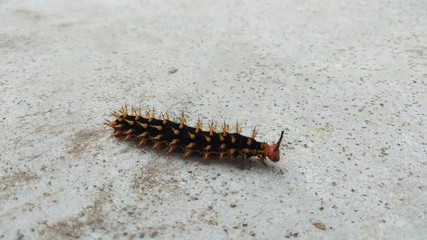 caterpillar on leaf
