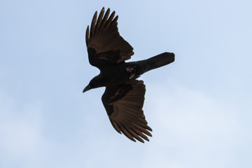 big crow on the sky