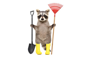 Raccoon in rubber boots standing with a shovel and a rake isolated on a white background © sonsedskaya
