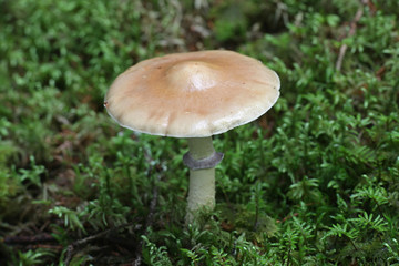 Stropharia hornemannii, known as luxuriant ringstalk, Conifer Roundhead and lacerated stropharia,...