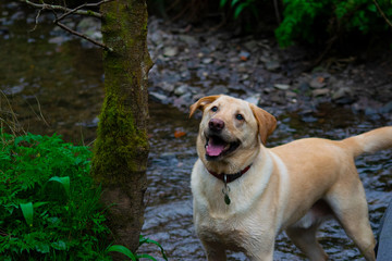 dog in standing in water in forest