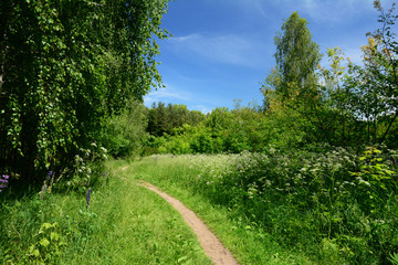 Fototapeta na wymiar A winding narrow footpath, greenway is running through the green forest into the blooming meadow and is lost behind the trees and blue cloudless sky.