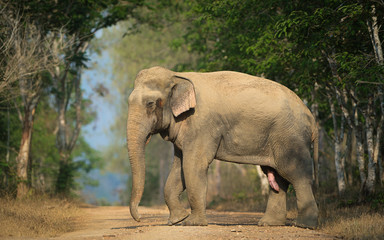 Fototapeta na wymiar musth elephant