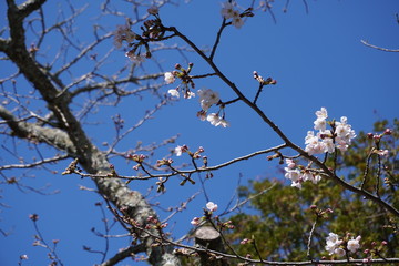 春に咲き始めた桜