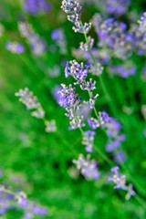 Blooming lavender in a field close-up, in the summer in the rays of the sun at sunset. Selective focus.