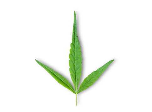 Close up Cannabis Marijuana green leaves herb plants (Cannabis sativa) isolated on white background. 