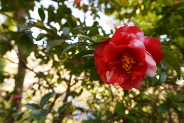赤い椿の花