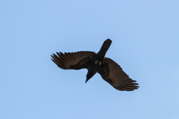 big crow on the sky