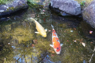 池の鯉