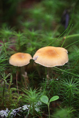 Cystoderma amianthinum, commonly called the saffron parasol, the saffron powder-cap, or the earthy powder-cap