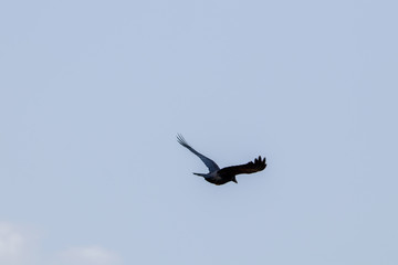 big crow on the sky
