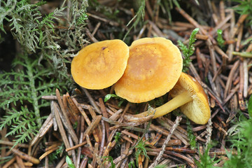 Rugosomyces chrysenteron, known as  Yellow Domecap, wild mushroom from Finland