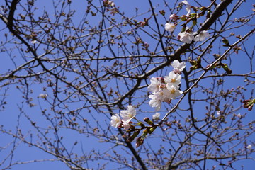 咲きかけの桜