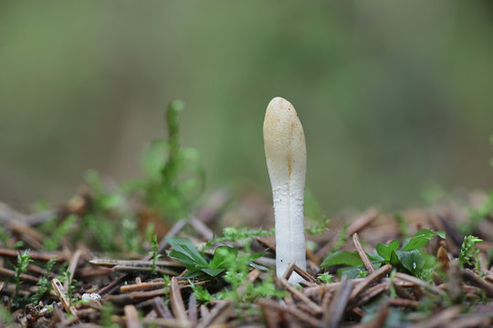 Trichoderma leucopus, a sac fungi from Finland