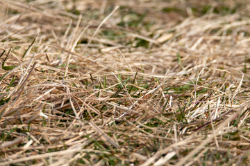 sprout of flower on the outdoor