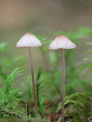 Mycena rubromarginata, known as the Red Edge Bonnet, wild mushroom from Finland
