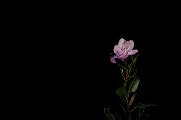 Siberian rhododendron flower on a black background