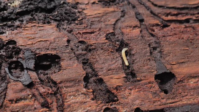 Dead spruce tree destroyed by wood worm in National Park. Wood affected with woodworm typographus and other insect or fungi.