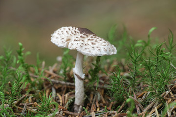 Lepiota felina, known as the cat dapperling, wild mushroom from Finland