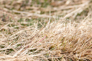 sprout of flower on the outdoor