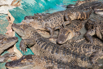 Alligators in The Alligator Farm in Mobile, Alabama, USA