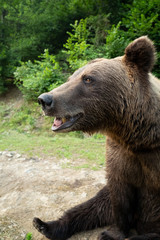 Fototapeta na wymiar portrait brown bear on the background of forests in the wild in summer.