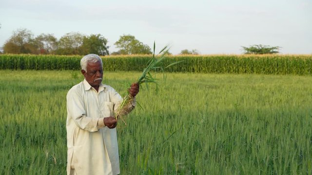 Indian Farmer holding paddy in hand and observing. 