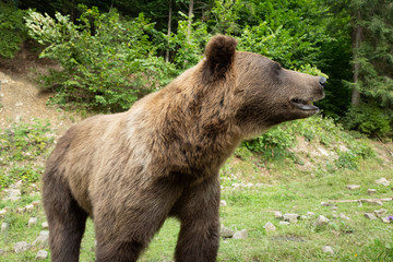 Brown bear on the background of forests in the wild in summer.
