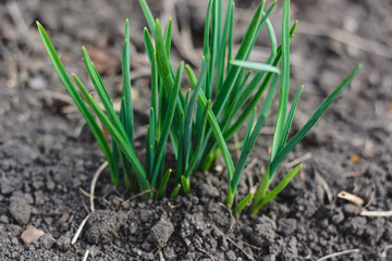 green garlic plant in the garden